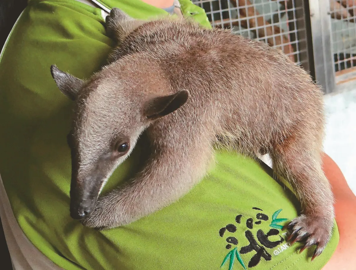 小食蟻獸失蹤 細數動物園逃脫史