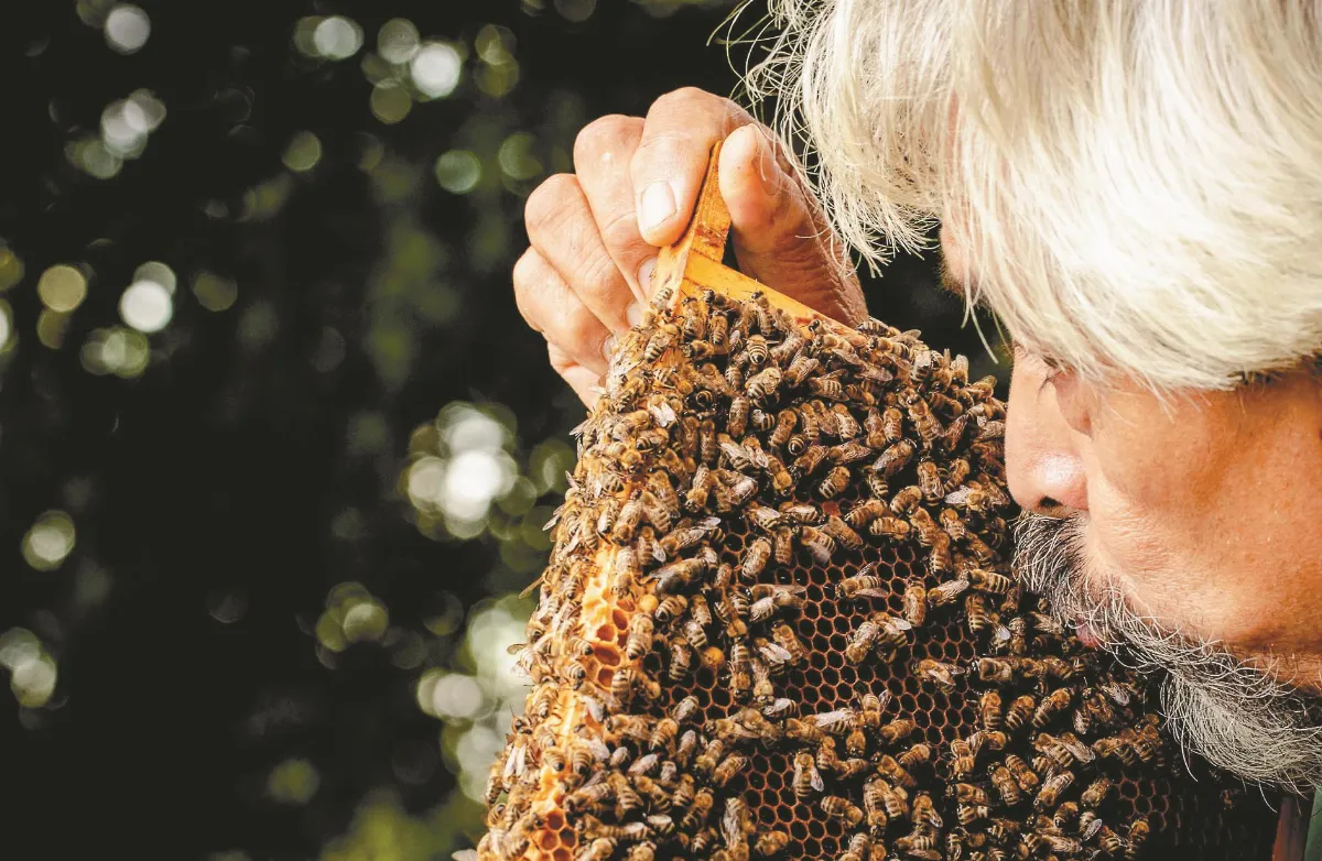 感測器即時監控 機器蜜蜂帶領採蜜避險 搶救蜜蜂 智慧科技伸援手