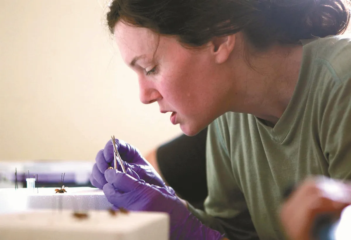 感測器即時監控 機器蜜蜂帶領採蜜避險 搶救蜜蜂 智慧科技伸援手