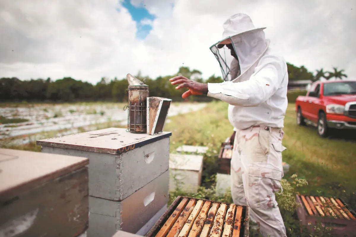 感測器即時監控 機器蜜蜂帶領採蜜避險 搶救蜜蜂 智慧科技伸援手