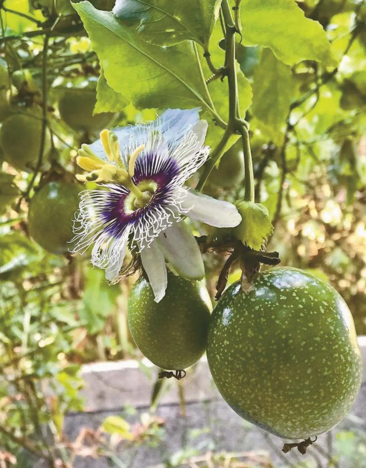 生命畫語 生命的舞動