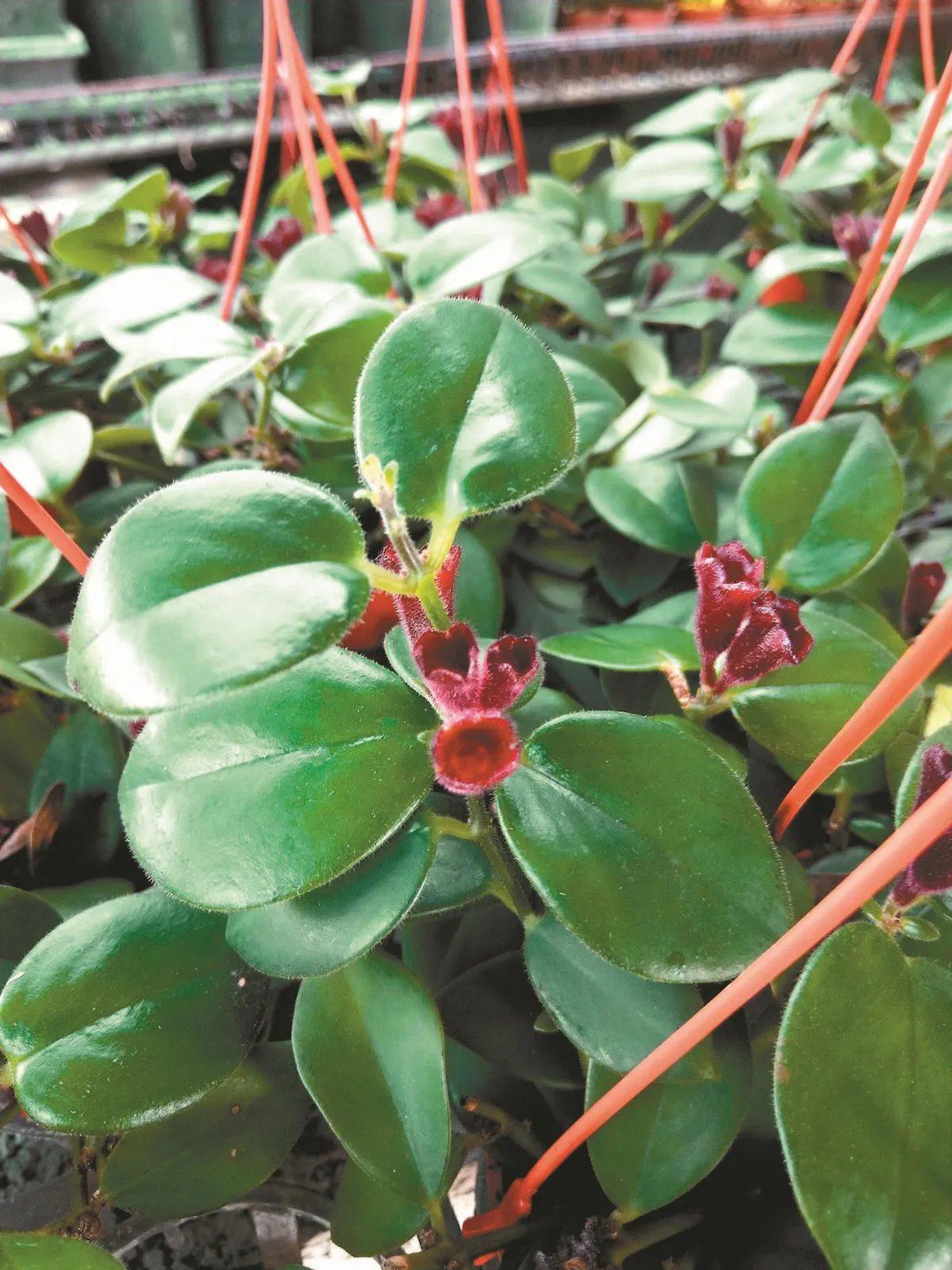 植物教室 毛萼口紅花