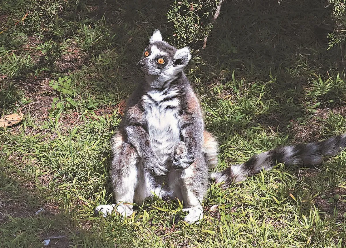 動物園狐猴被綁架 5歲童尋獲