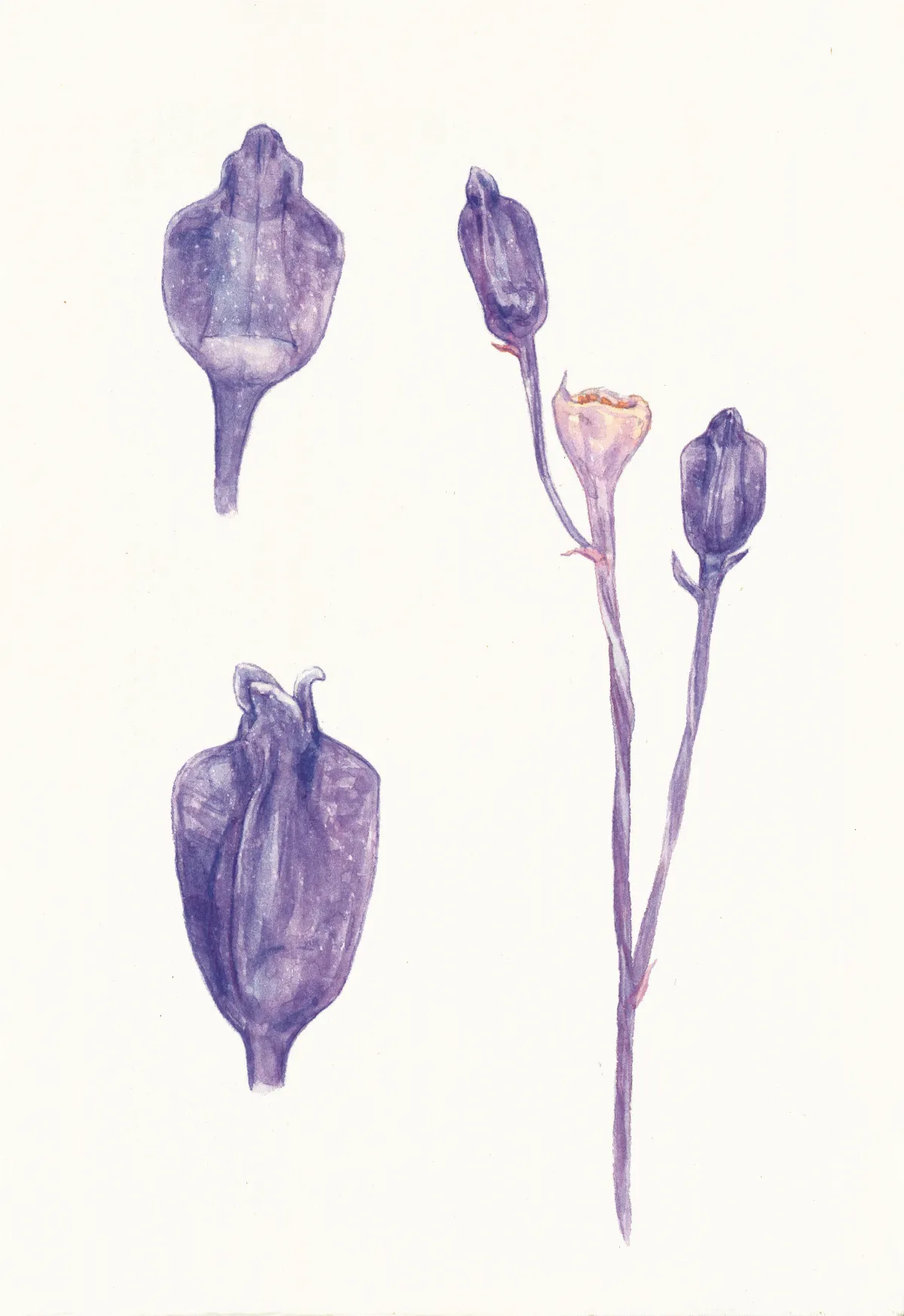 高手在民間 紫水玉簪