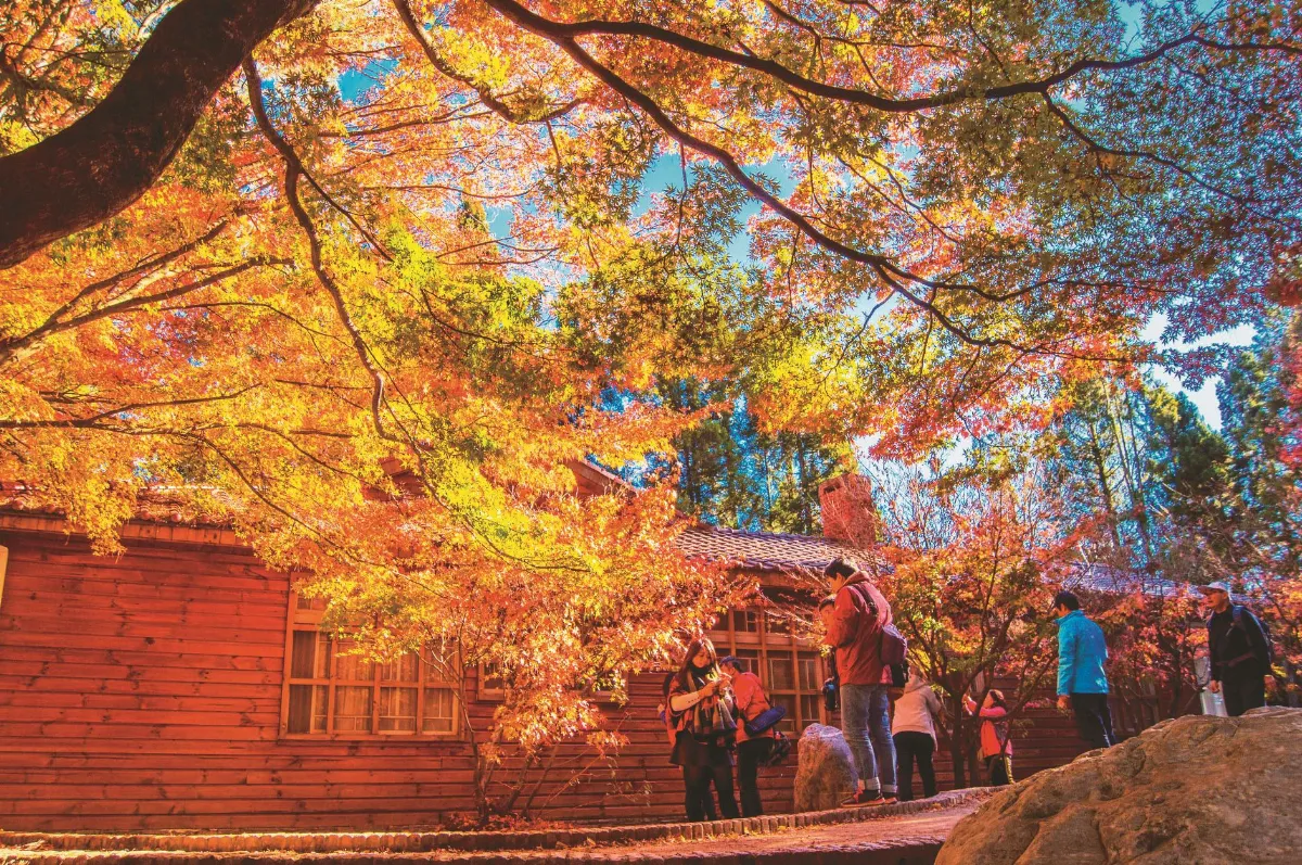 福壽山楓紅層層 遊客驚豔