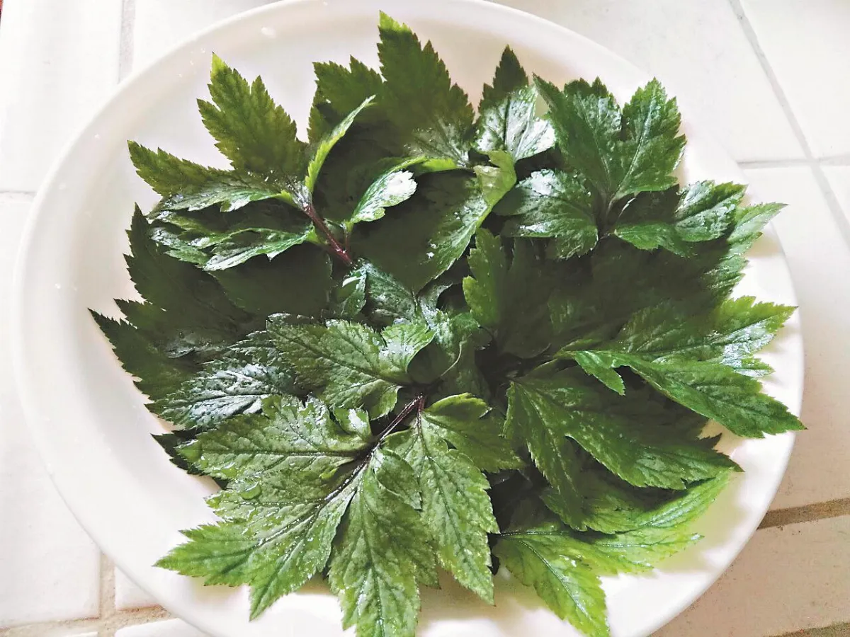 我家的蔬食園 家後院的神仙草