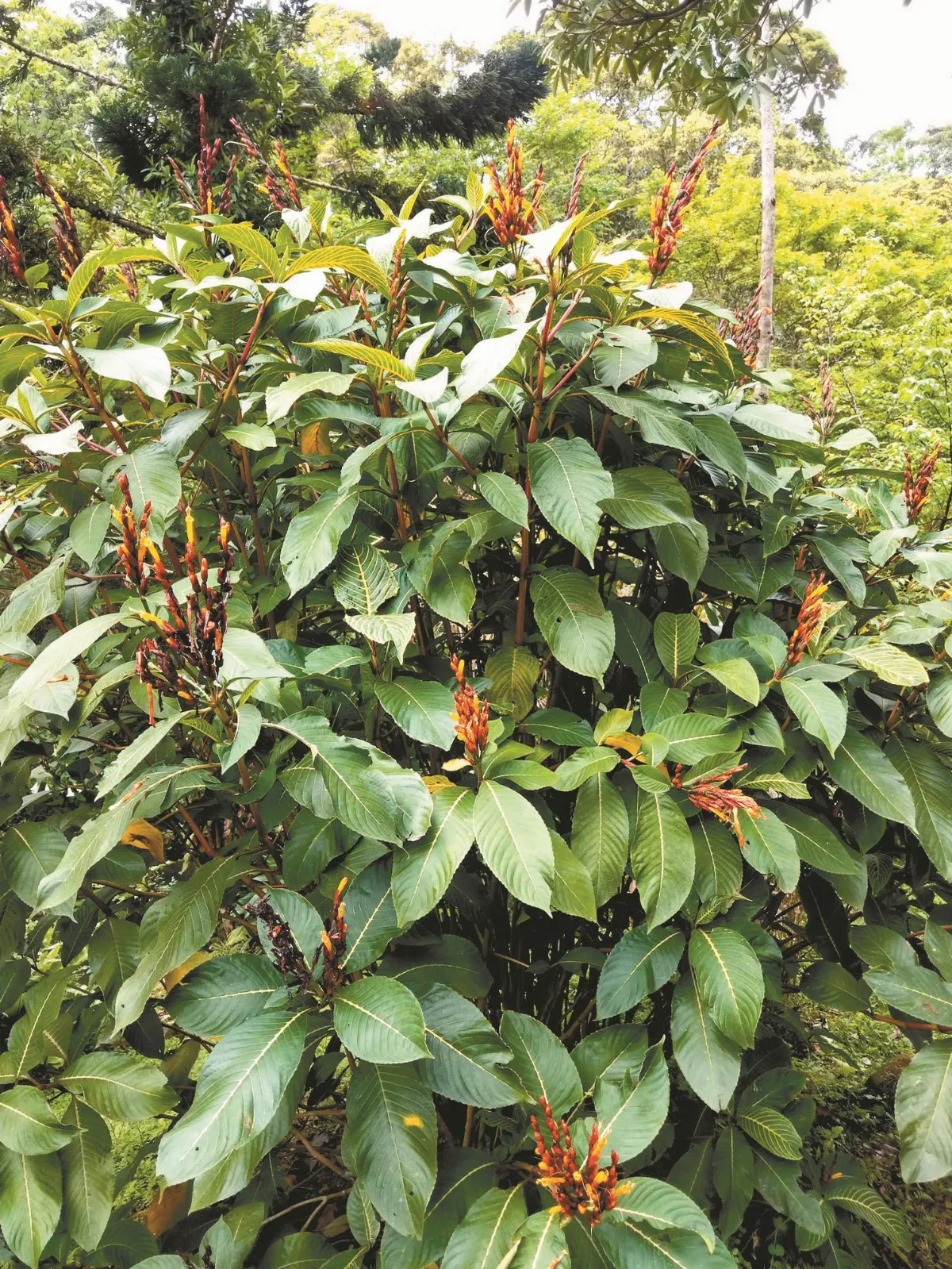 植物教室 金脈爵床