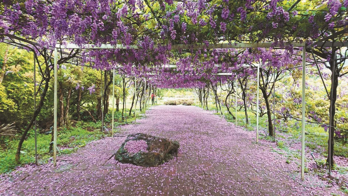 淡水紫藤花園  明年歇業