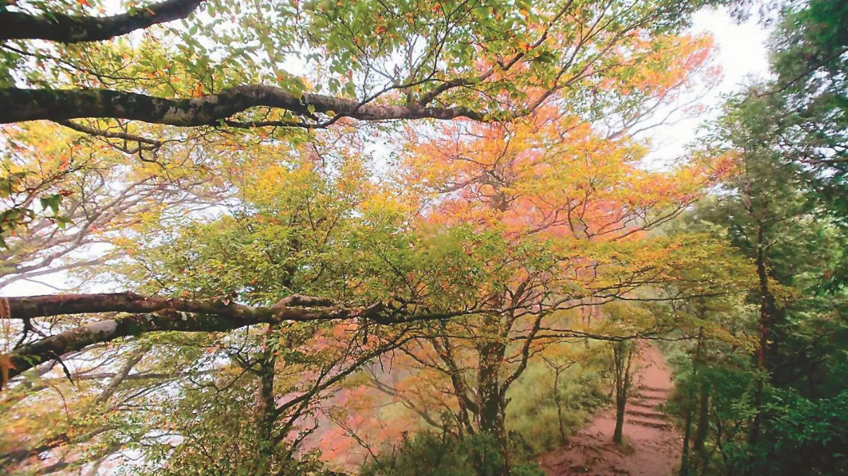太平山爆人潮  總量管制