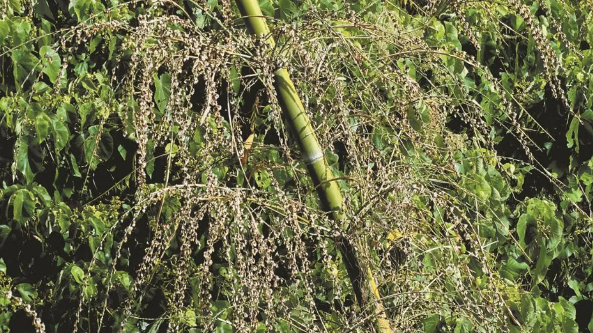 竹樹開花