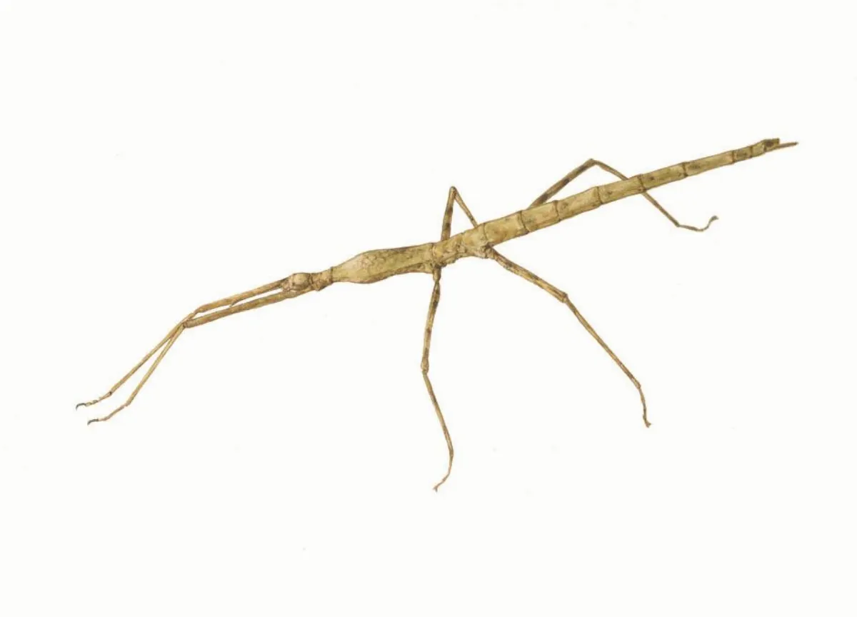 高手在民間  台灣最大的竹節蟲