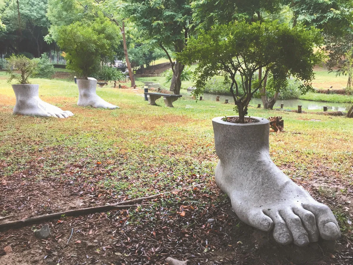 生活快門 走路的樹