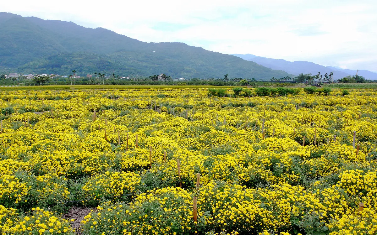 島嶼拼圖  杭菊採收時