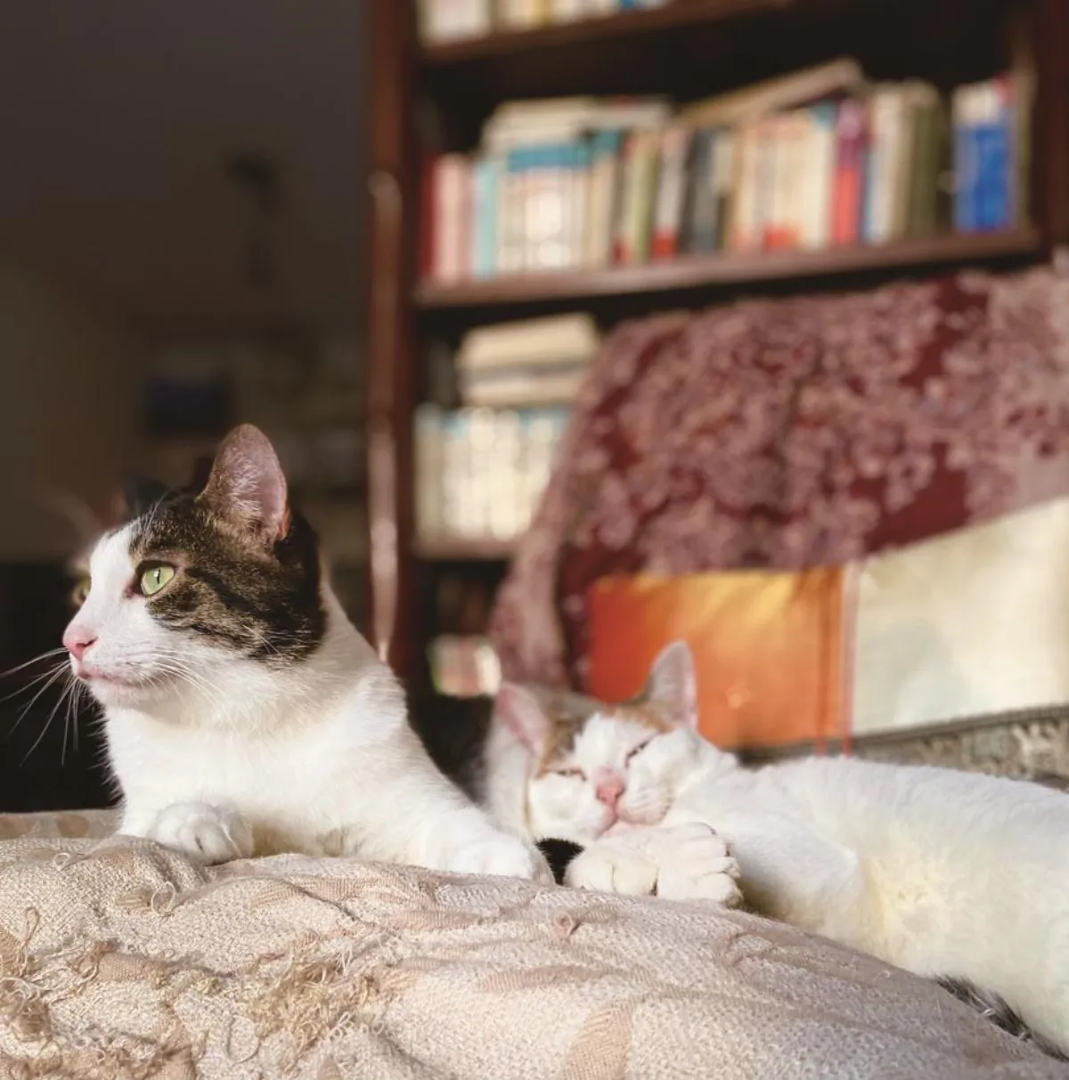 貓眼看人生 望向銀邊的我