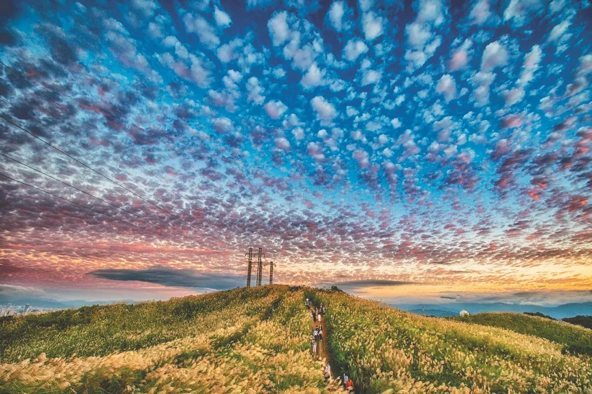 三角埔芒花搖曳 美不勝收