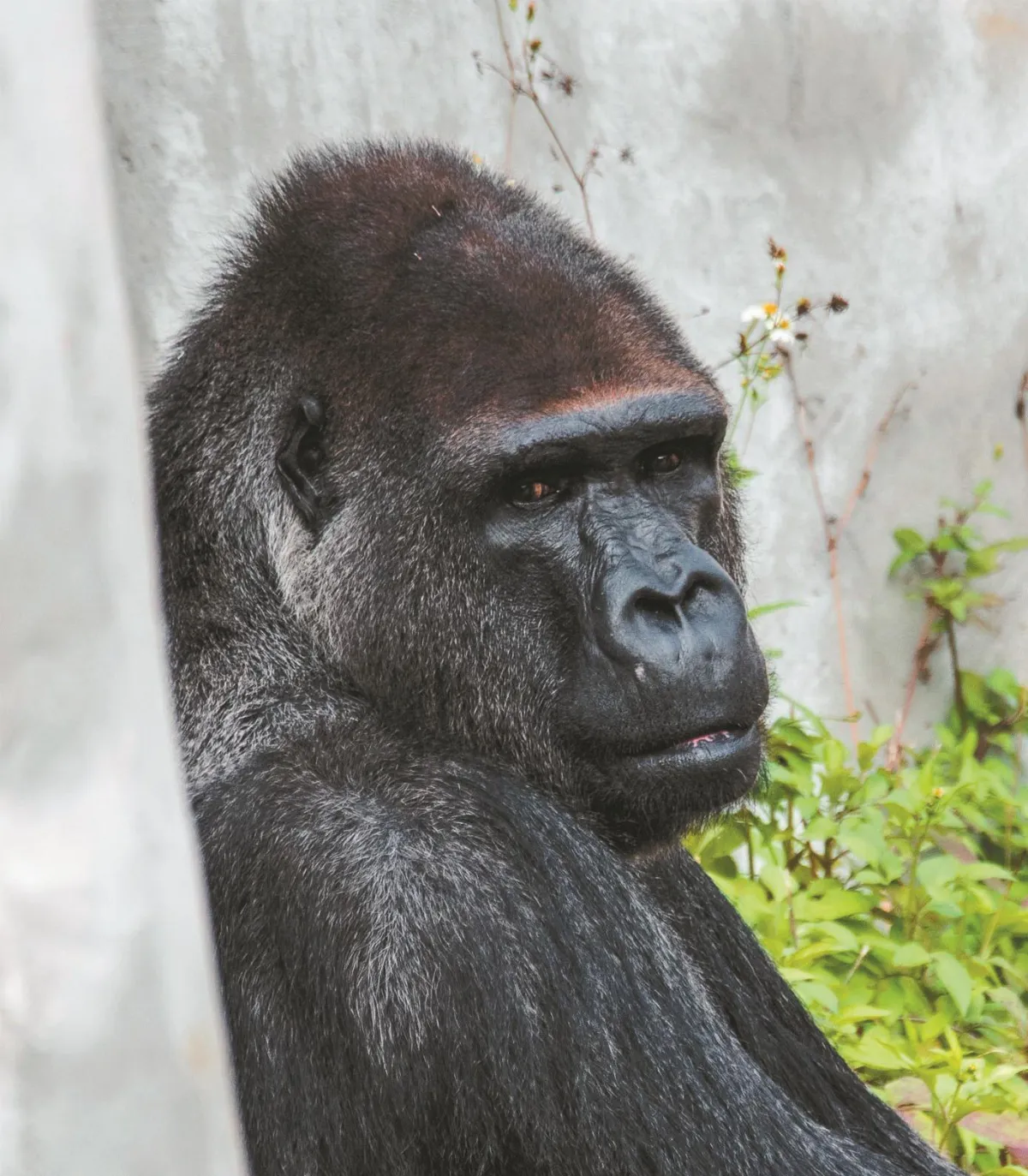 動物生病了 獸醫總動員