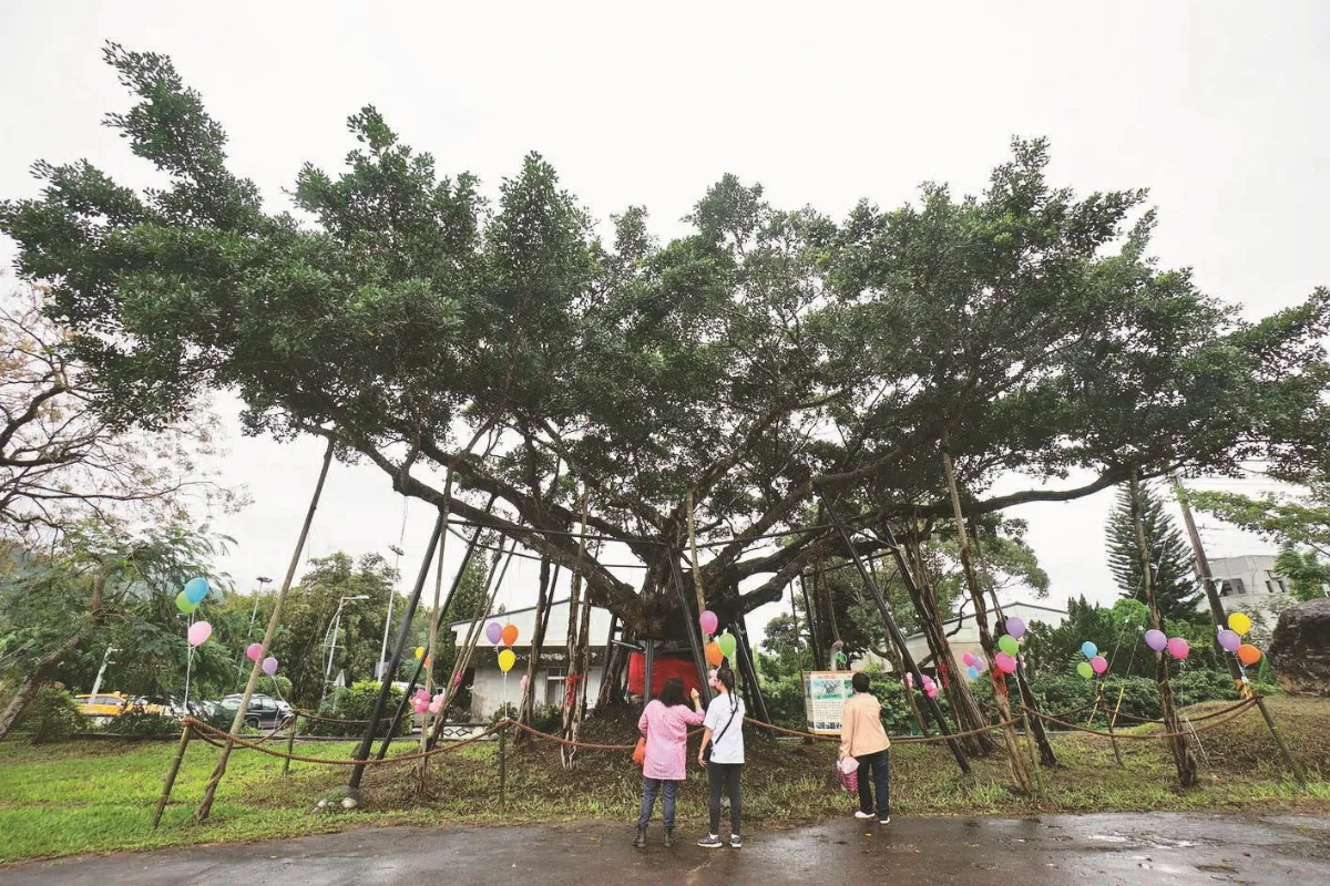 花蓮天空之樹 90歲老榕染病  斷根重生