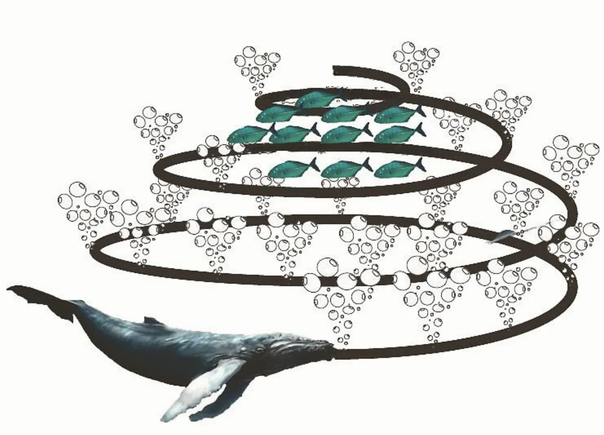 大翅鯨的聰明捕魚法