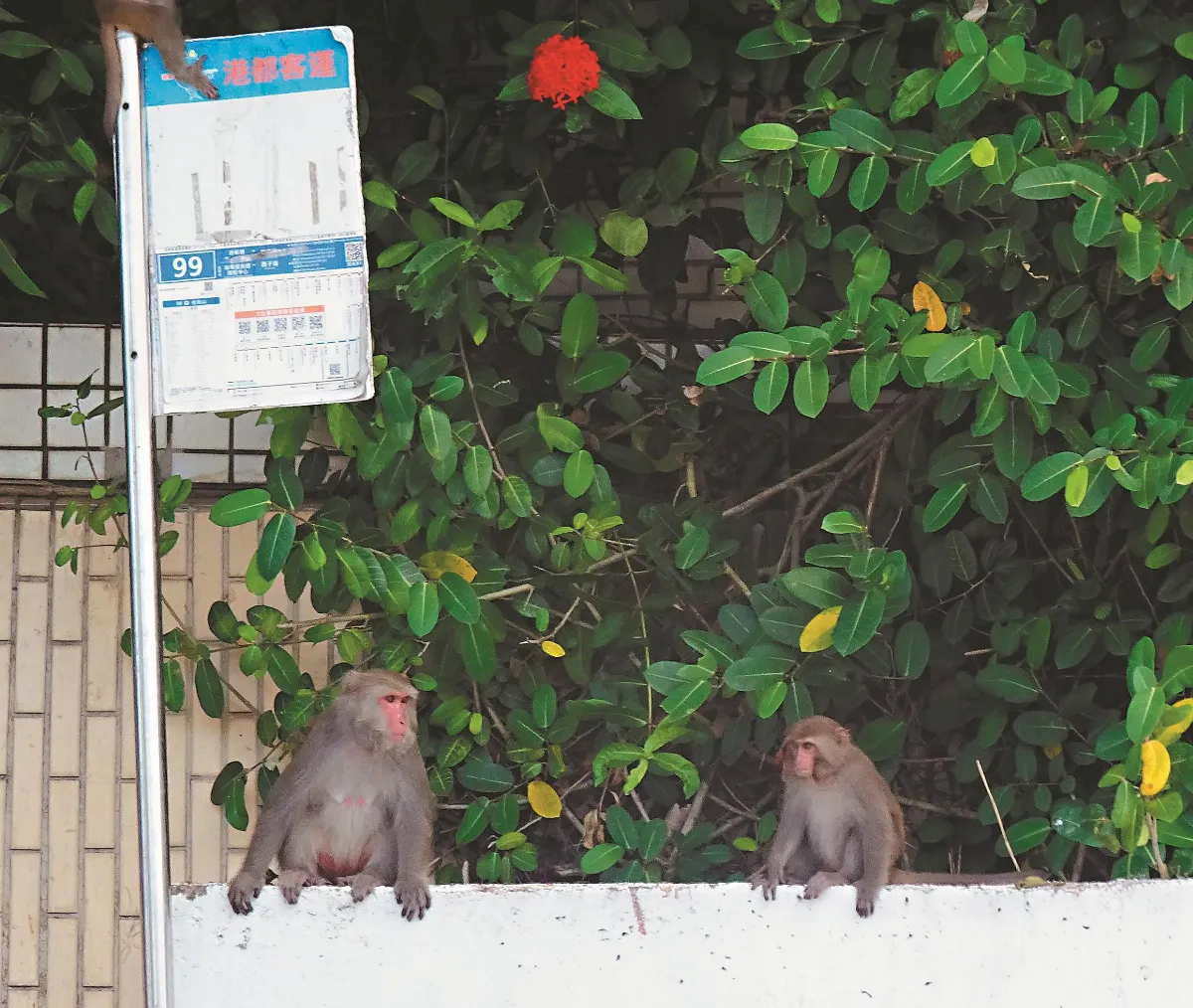 生活快門 猴子等公車