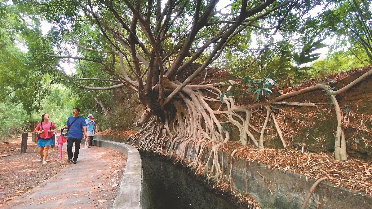 榕樹乖乖長 網住水泥護岸