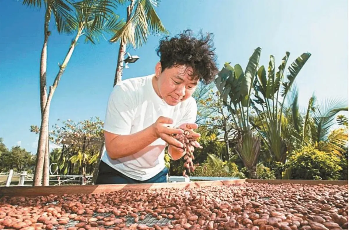 即日起 可可豆殼能當茶飲原料