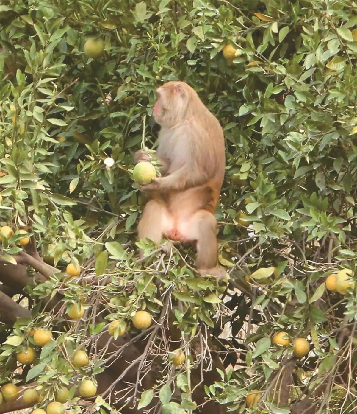 缺水 獼猴闖橘子園