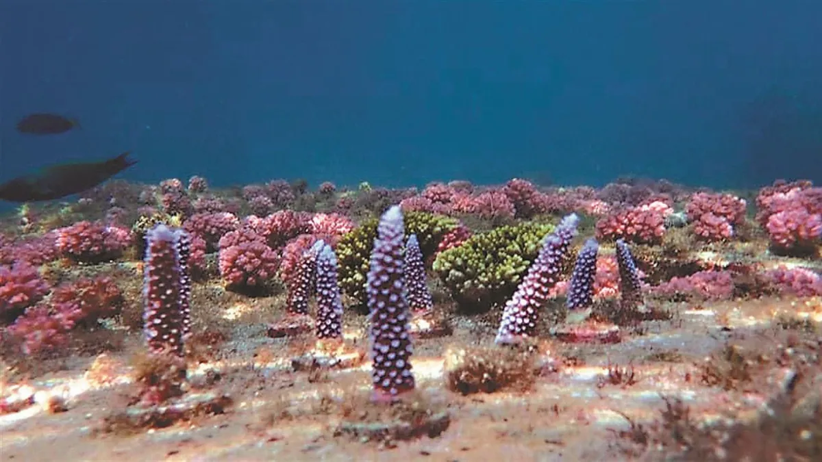 澎湖珊瑚礁復育 培育桶立大功