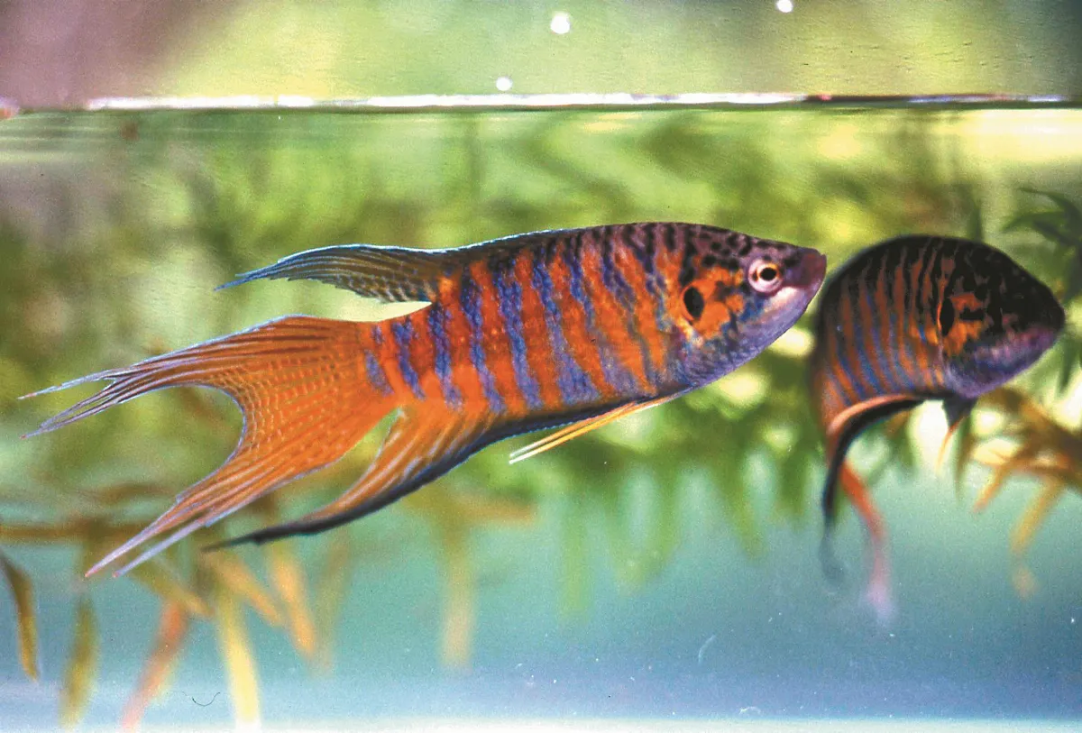蓋斑鬥魚