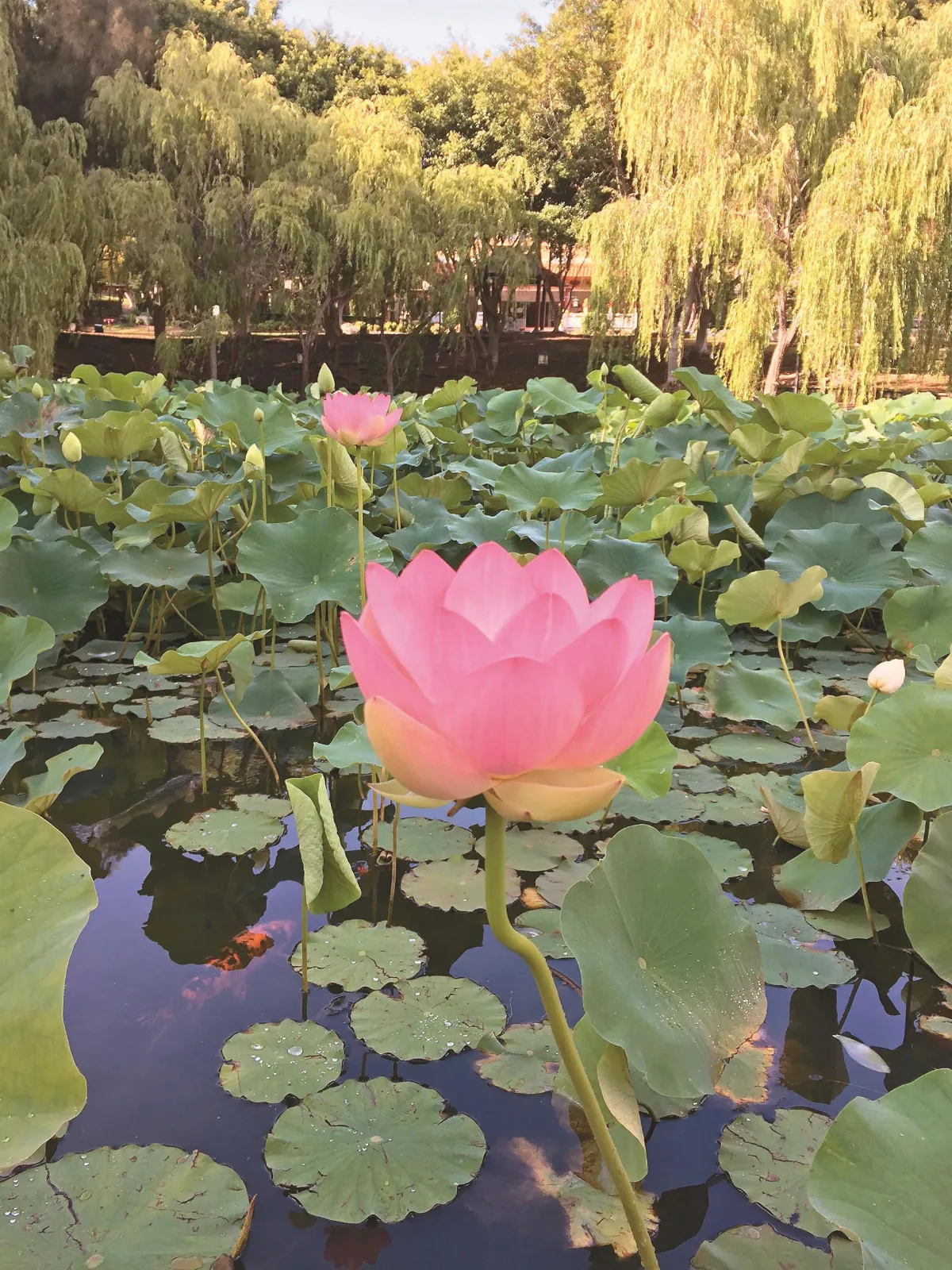 隨堂開示錄─集會共修 50 當東方遇上西方──佛教與世界和平