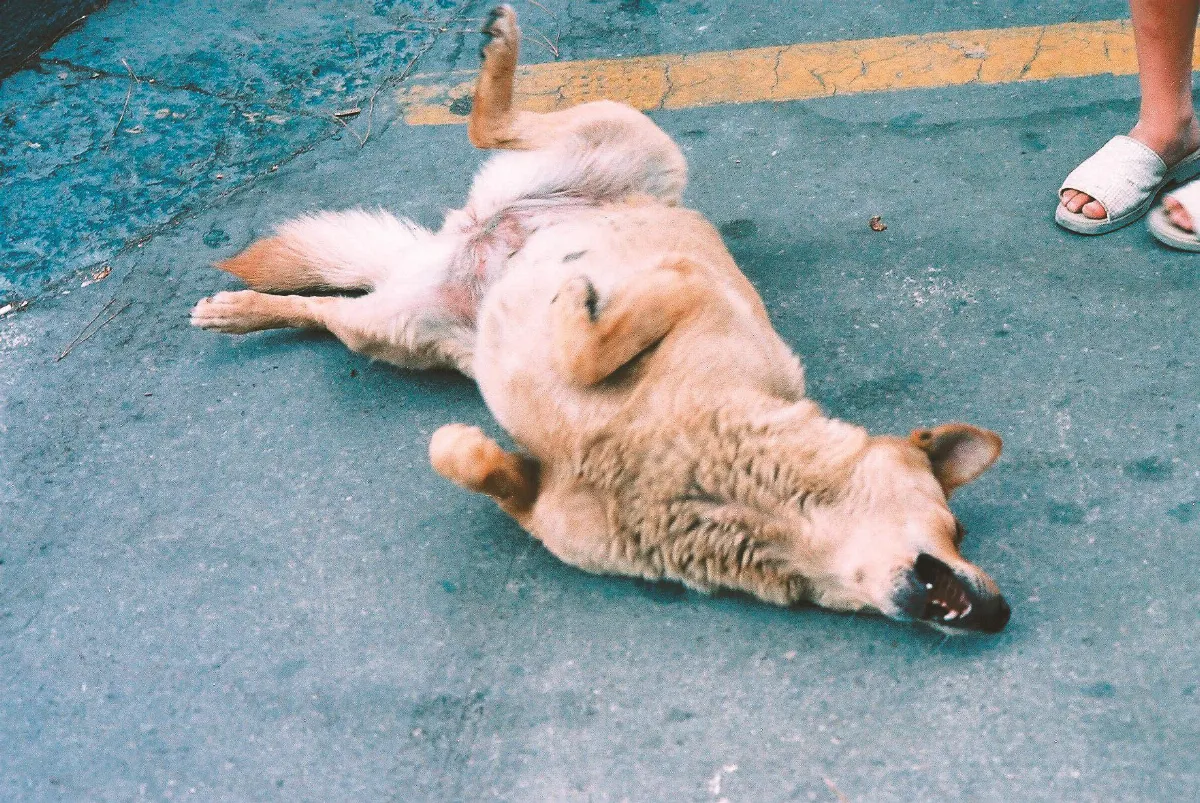 自然筆記 不亦快哉