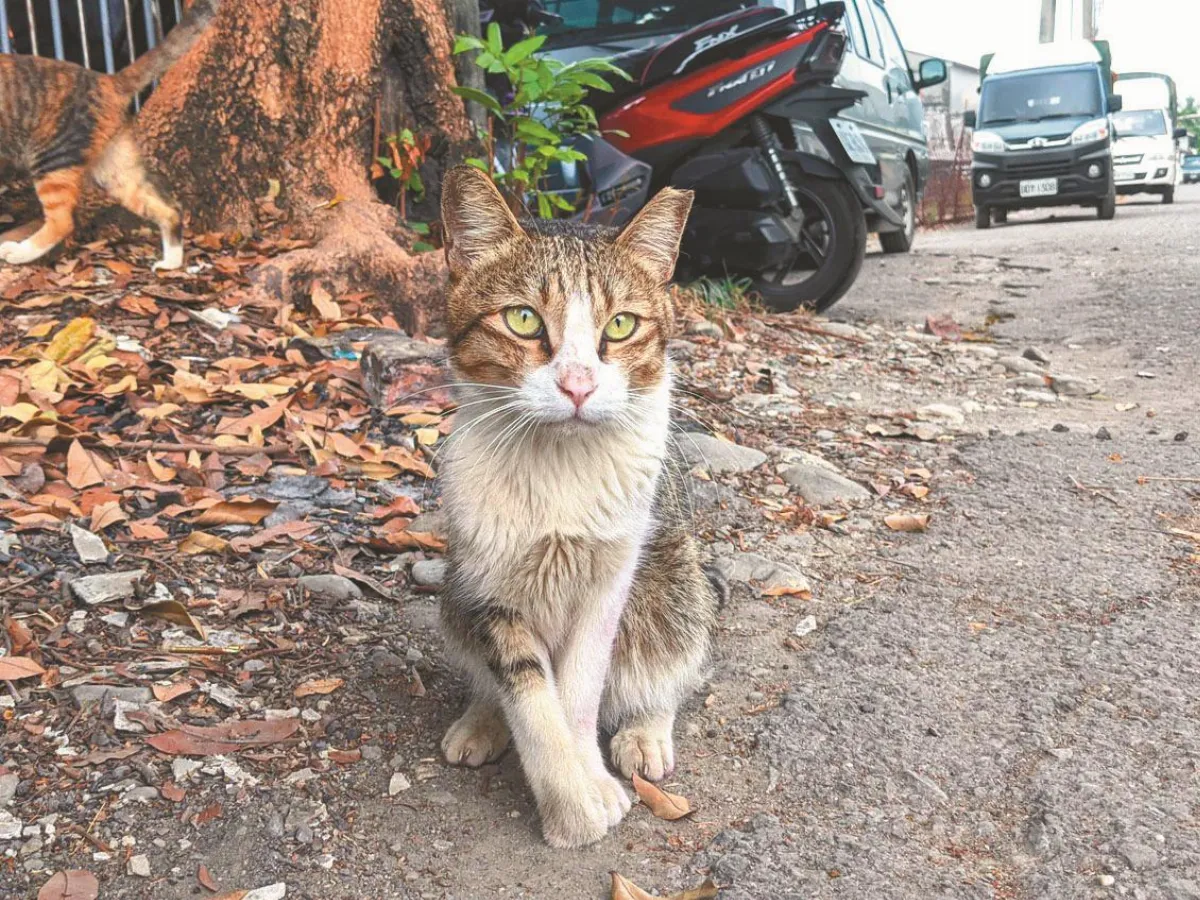 獵具氾濫 傷殘犬貓難獲認養