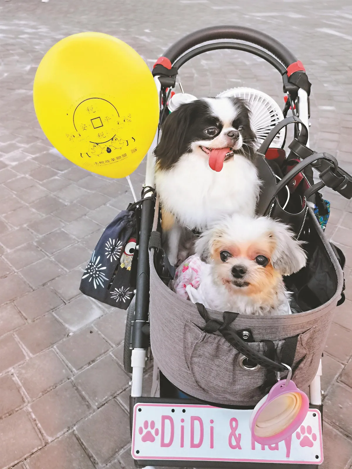 生活快門  毛小孩也掛車牌