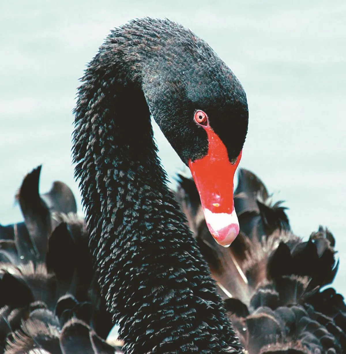 黑天鵝  貴氣逼人 情比金堅