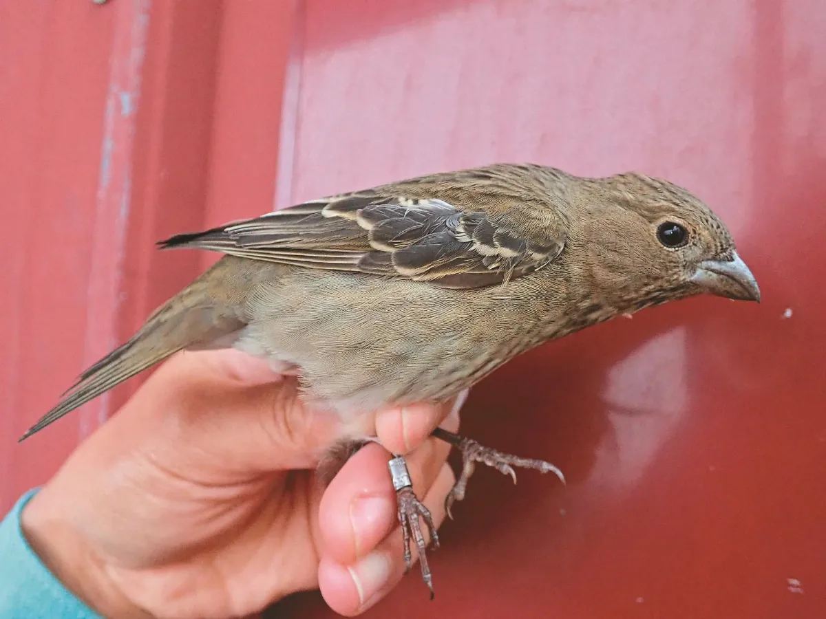 太魯閣發現213鳥種  普通朱雀、白腹琉璃 首度繫放