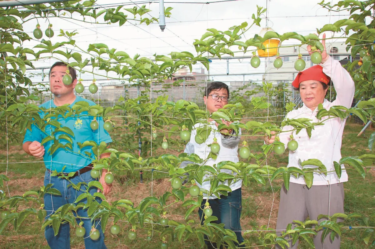 冬天也能嘗鮮 高學歷3兄弟 友善耕作百香果