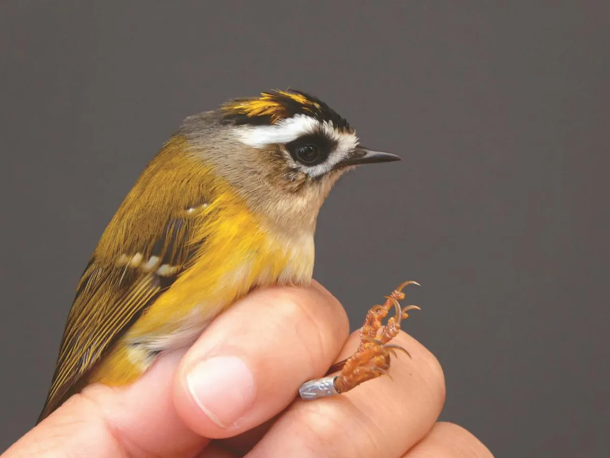 繫放一隻鳥 了解整個森林