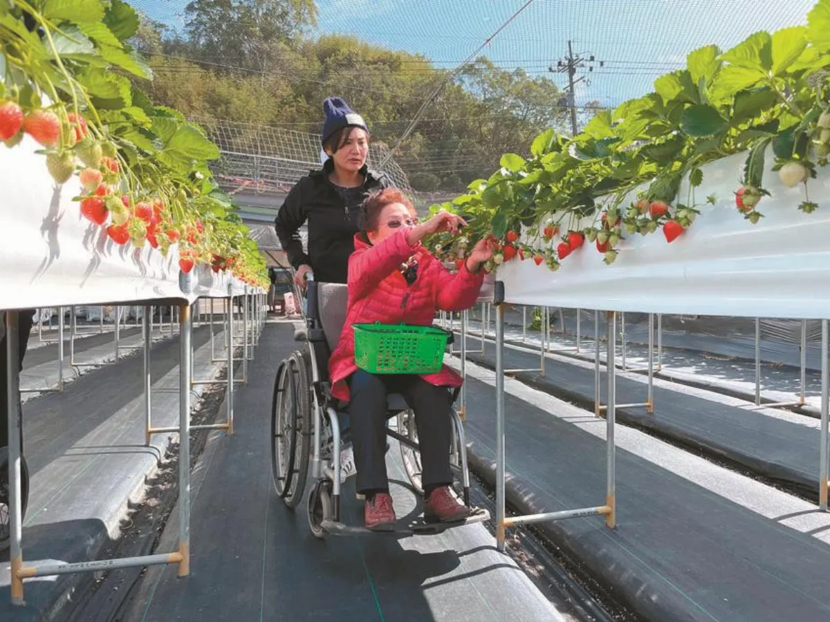 友善空間  輪椅族樂採草莓