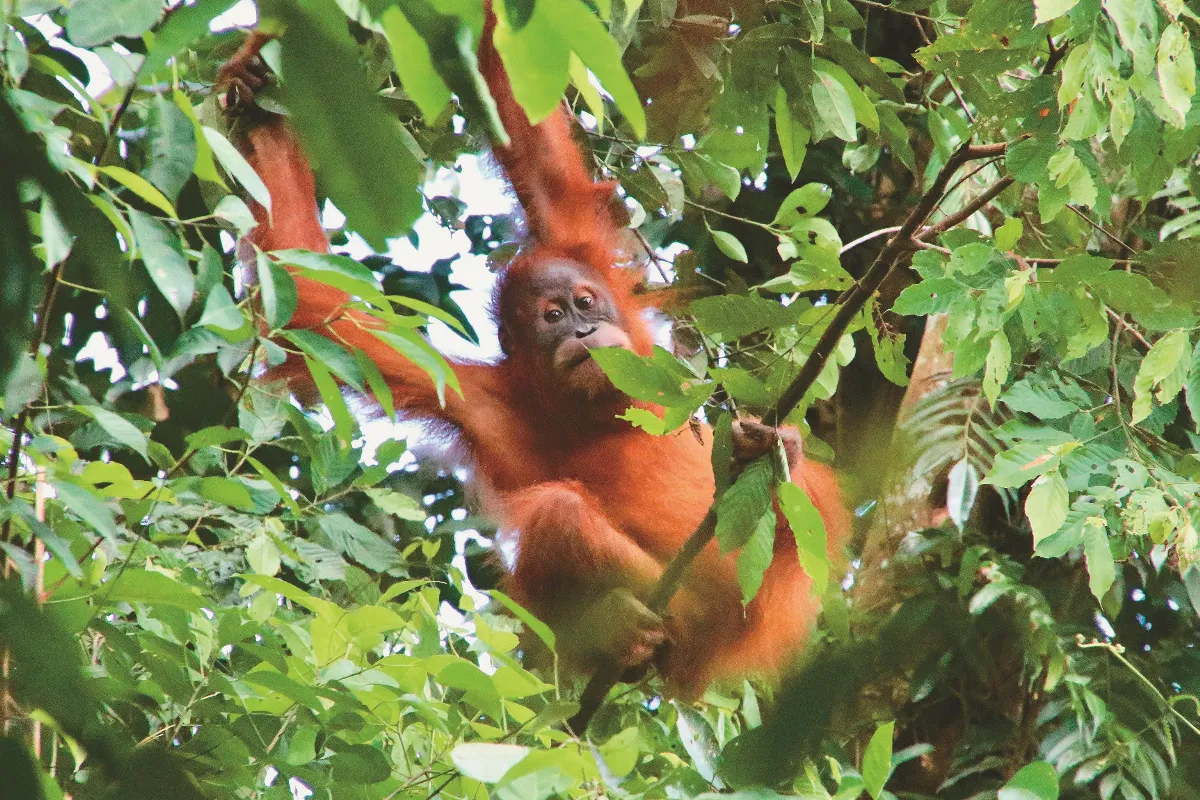 疫情加劇盜獵 紅毛猩猩剩300隻