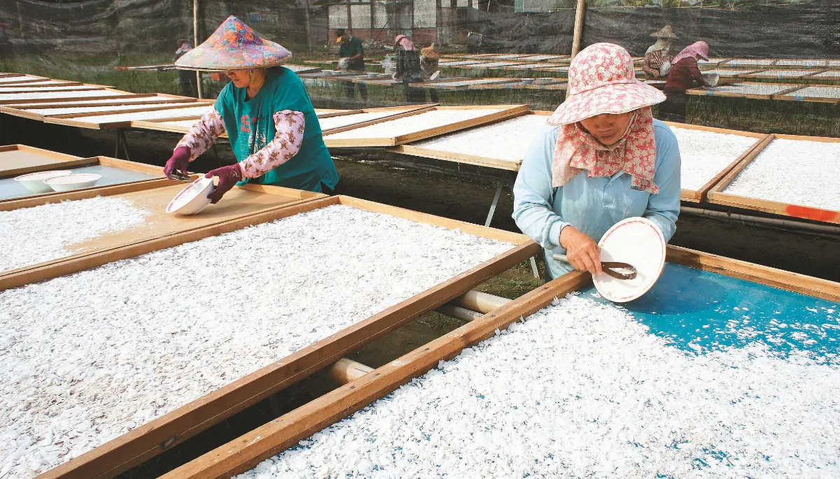 島嶼拼圖 蓮藕成熟時