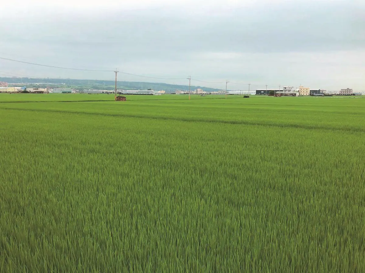 竹苗中2.8萬公頃農田 明年停灌