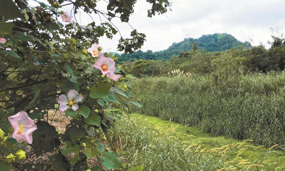 詩 溪墘的山芙蓉