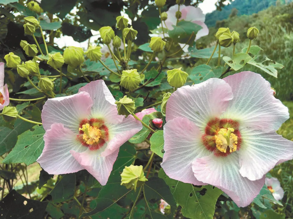 詩 溪墘的山芙蓉