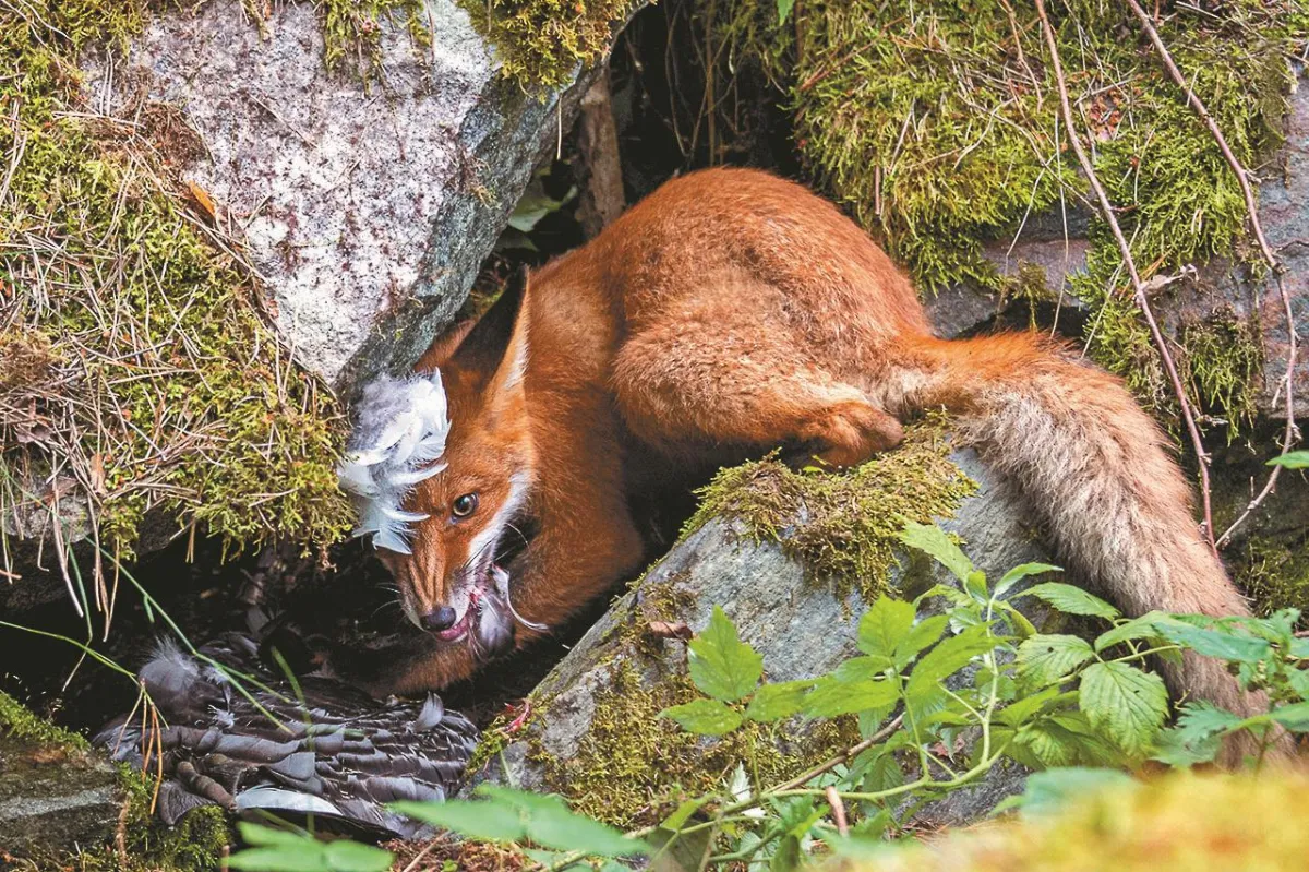 動物的閃亮時刻