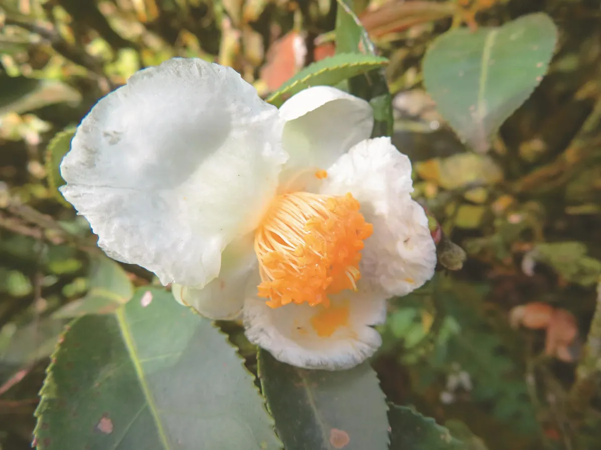茶樹也會開花結果