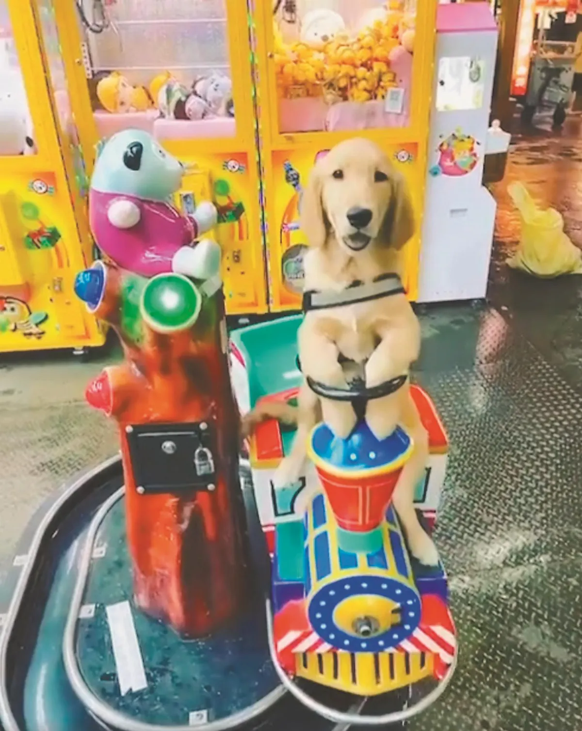 呆萌黃金獵犬  愛搭投幣噗噗