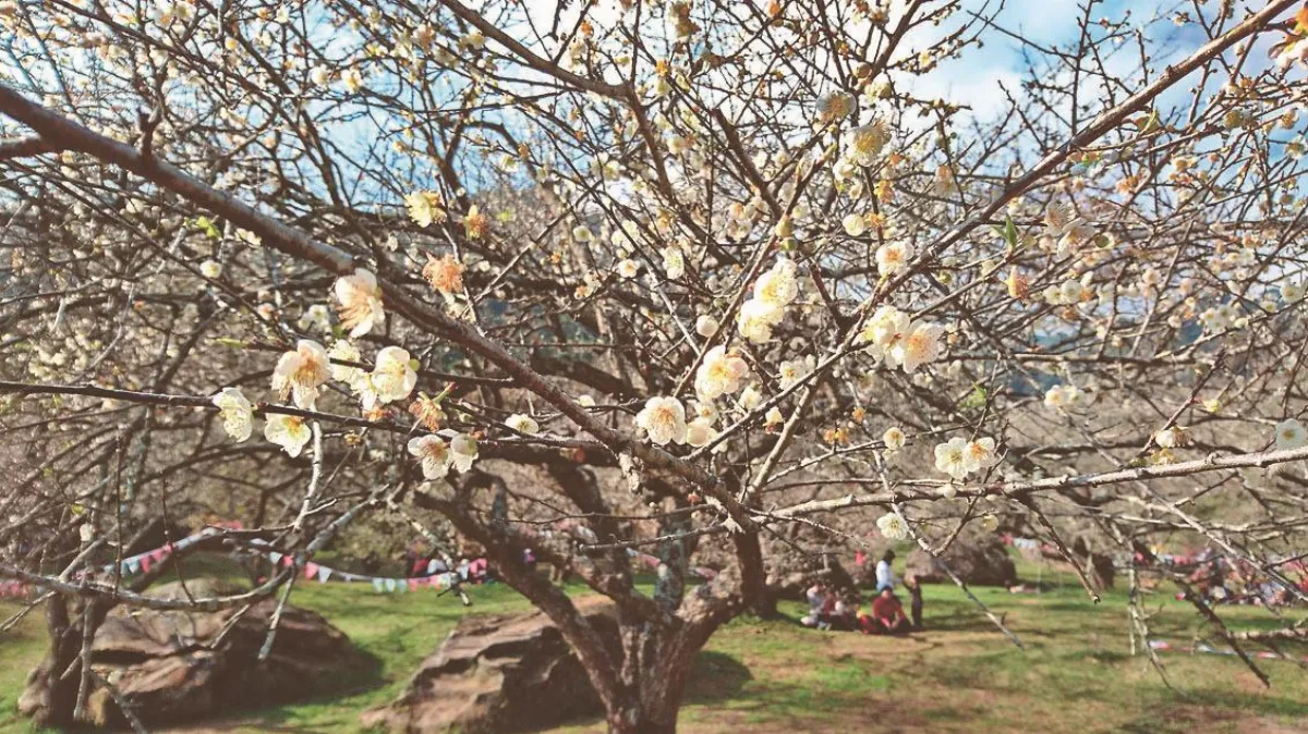 寒流助攻 南投梅花開了