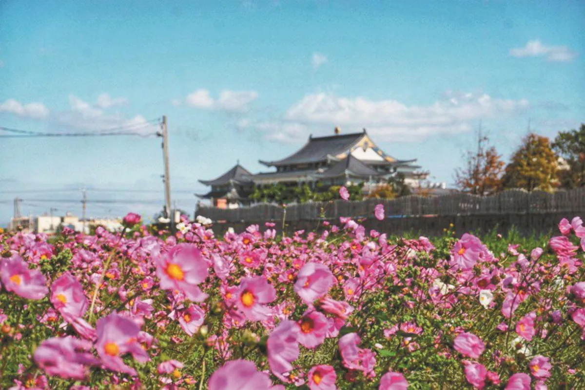 彰化7大花海   洋溢異國風