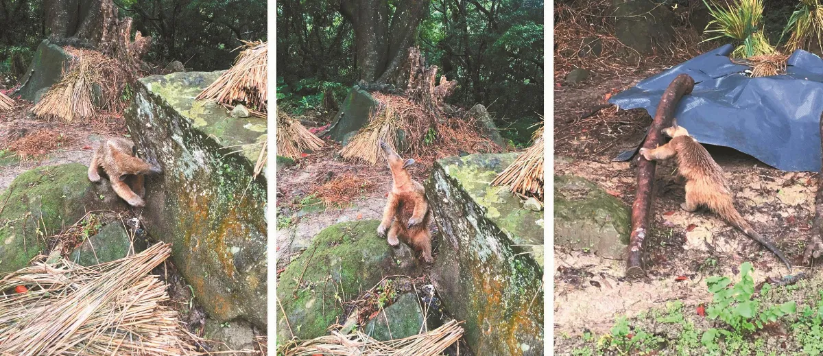 玉子手札  還記得小紅嗎？  認識世界各地食蟻獸