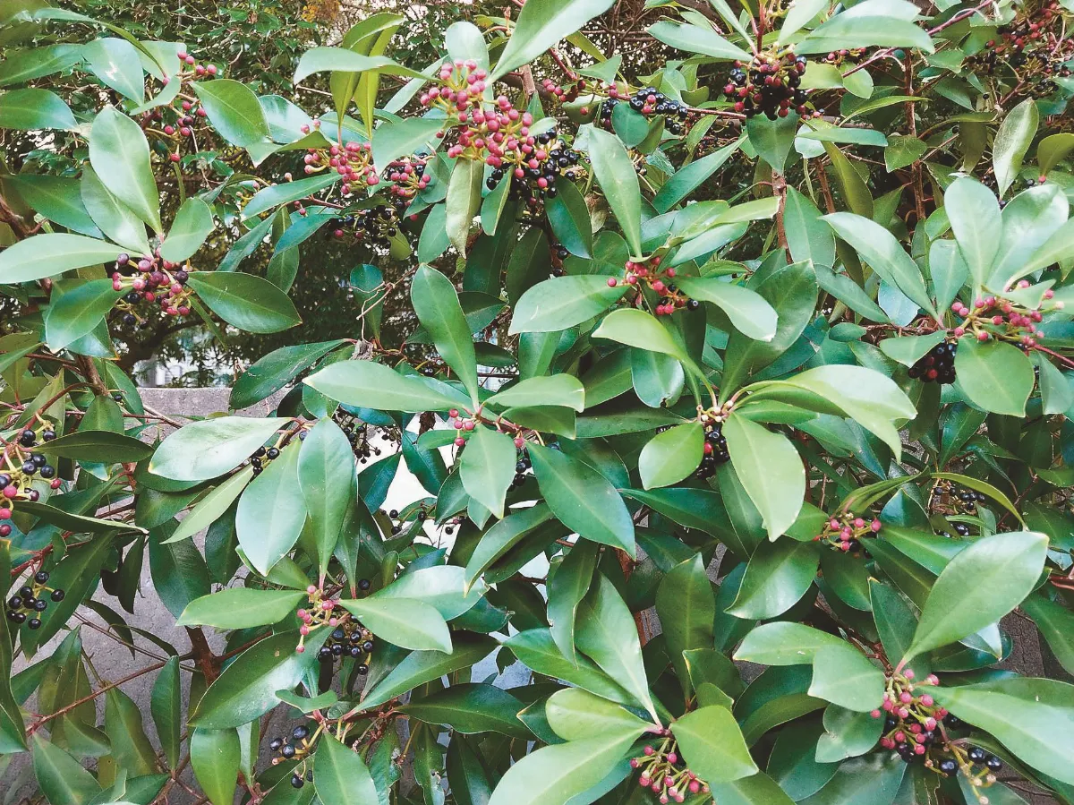 植物教室 春不老