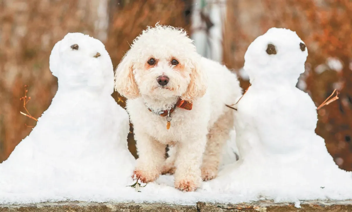 誰的眼睛較雪亮？